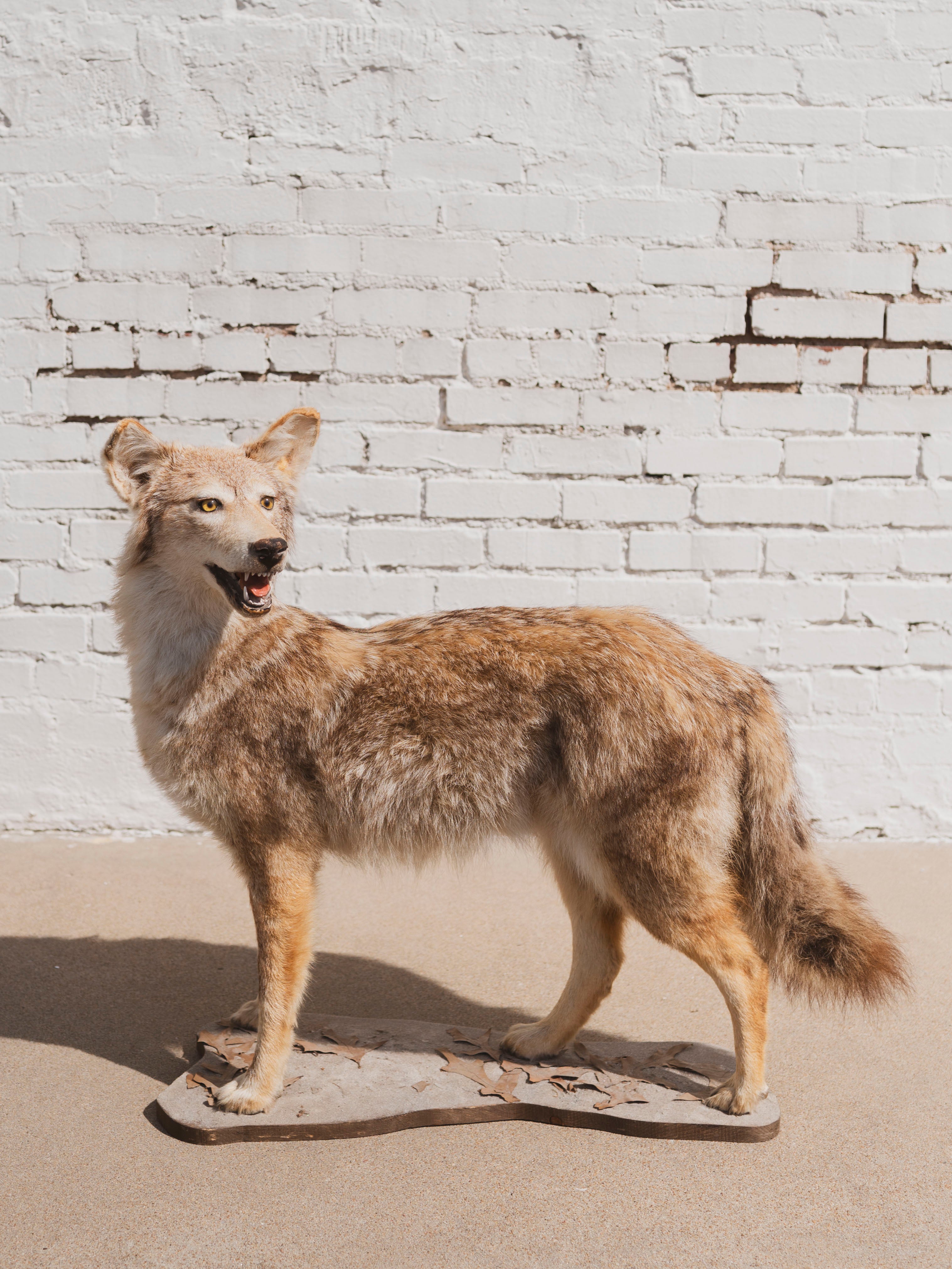 Coyote Taxidermy (Cliff), TA93