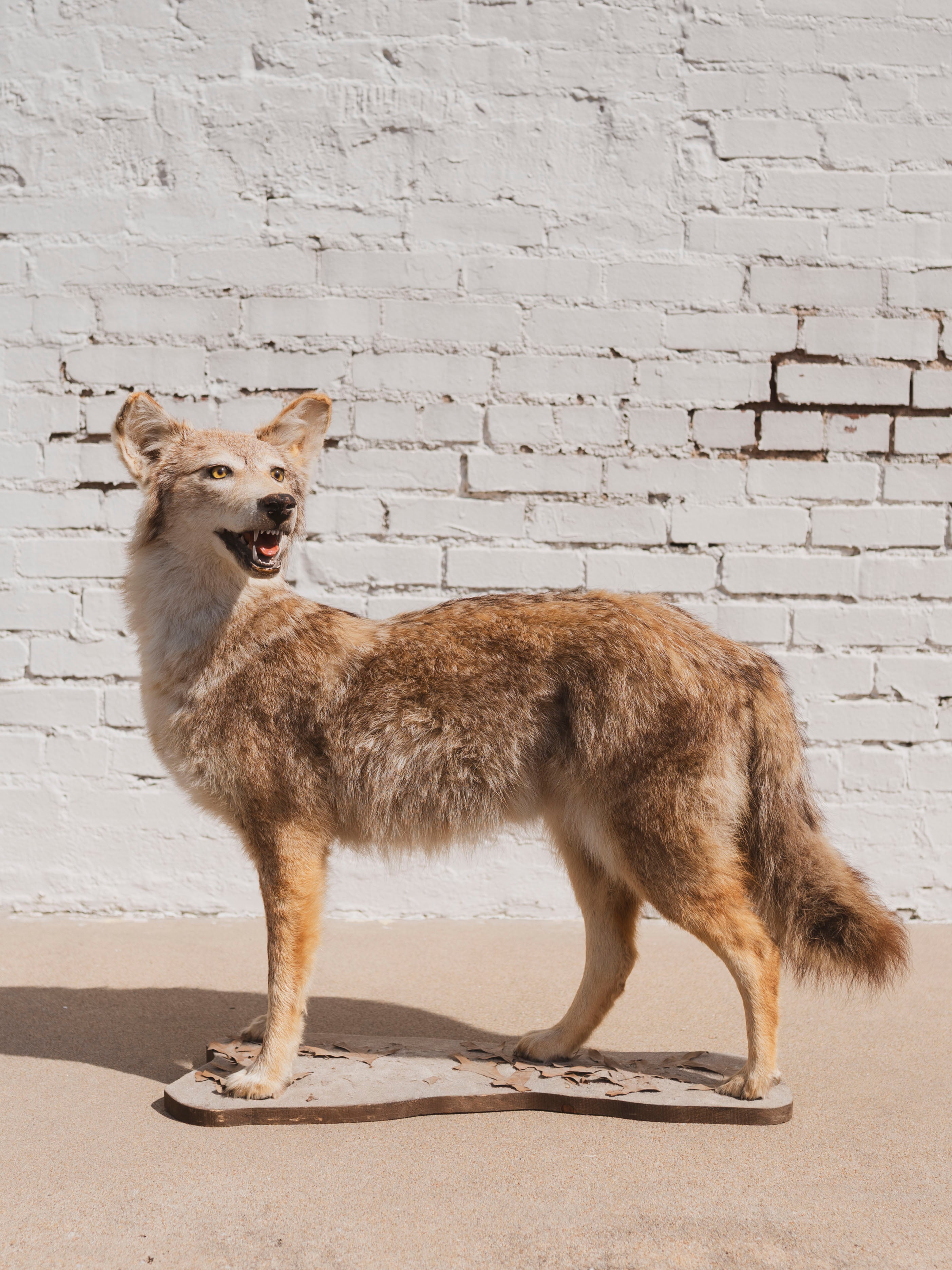 Coyote Taxidermy (Cliff), TA93