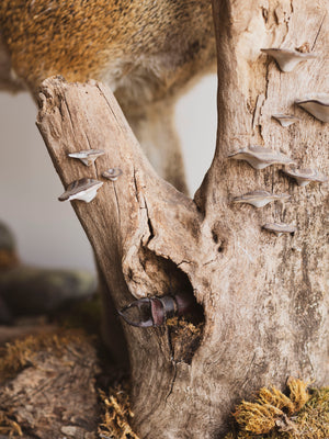 Full Body Klipspringer Taxidermy (Klippy), TA144