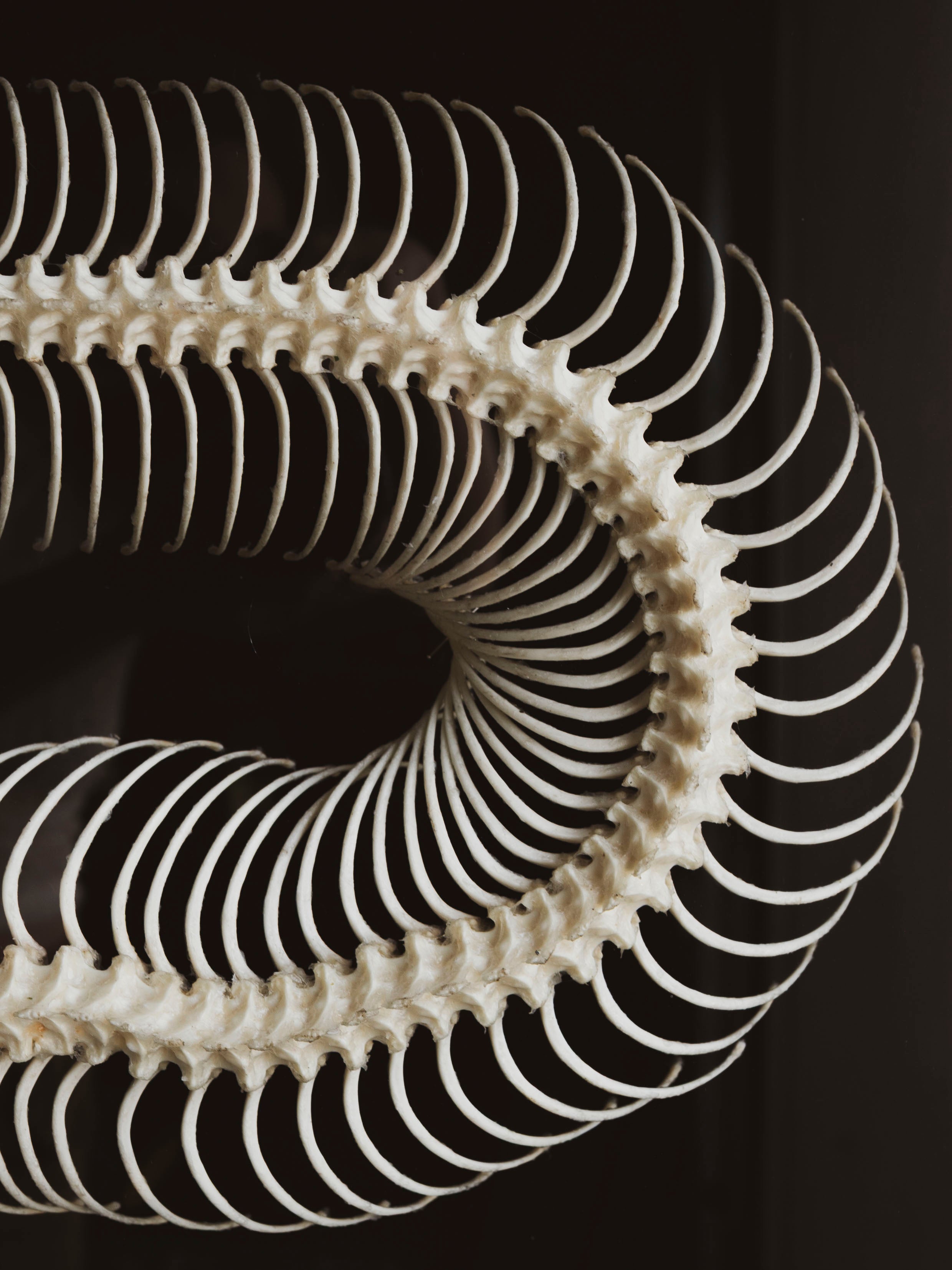 Framed Red Tailed Boa Constrictor Skeleton, CO94