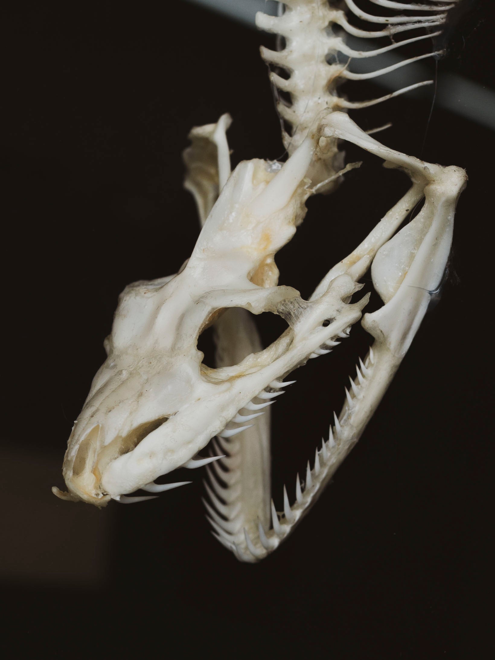 Framed Red Tailed Boa Constrictor Skeleton, CO94