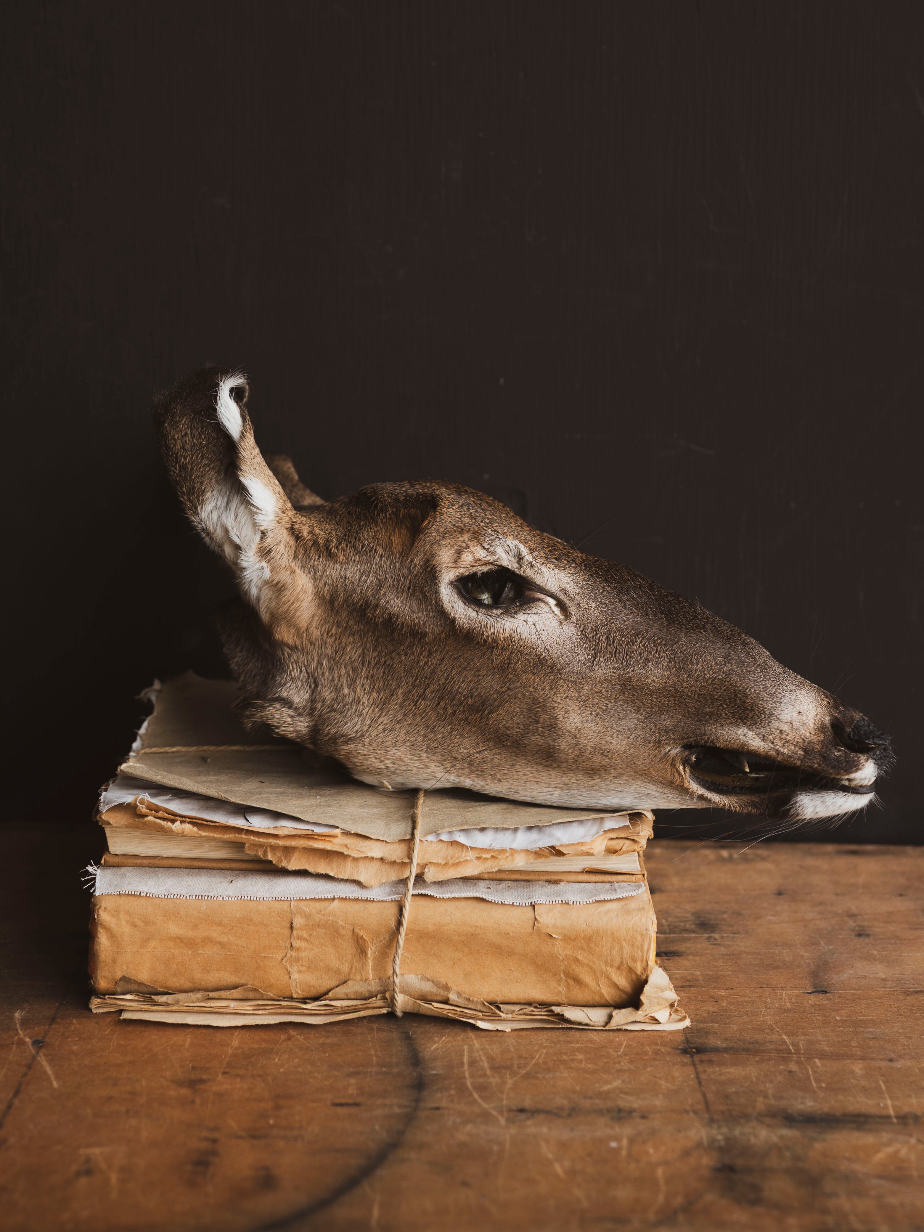 Preserved Doe Head, PS942