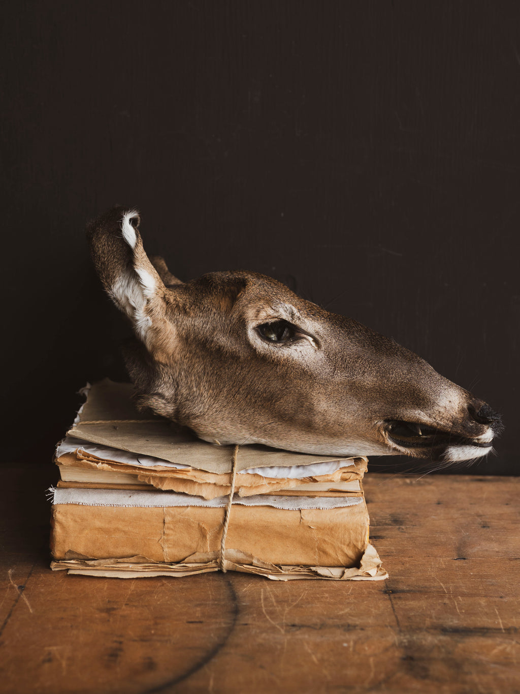 Preserved Doe Head, PS942