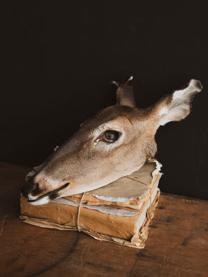 Preserved Doe Head, PS942