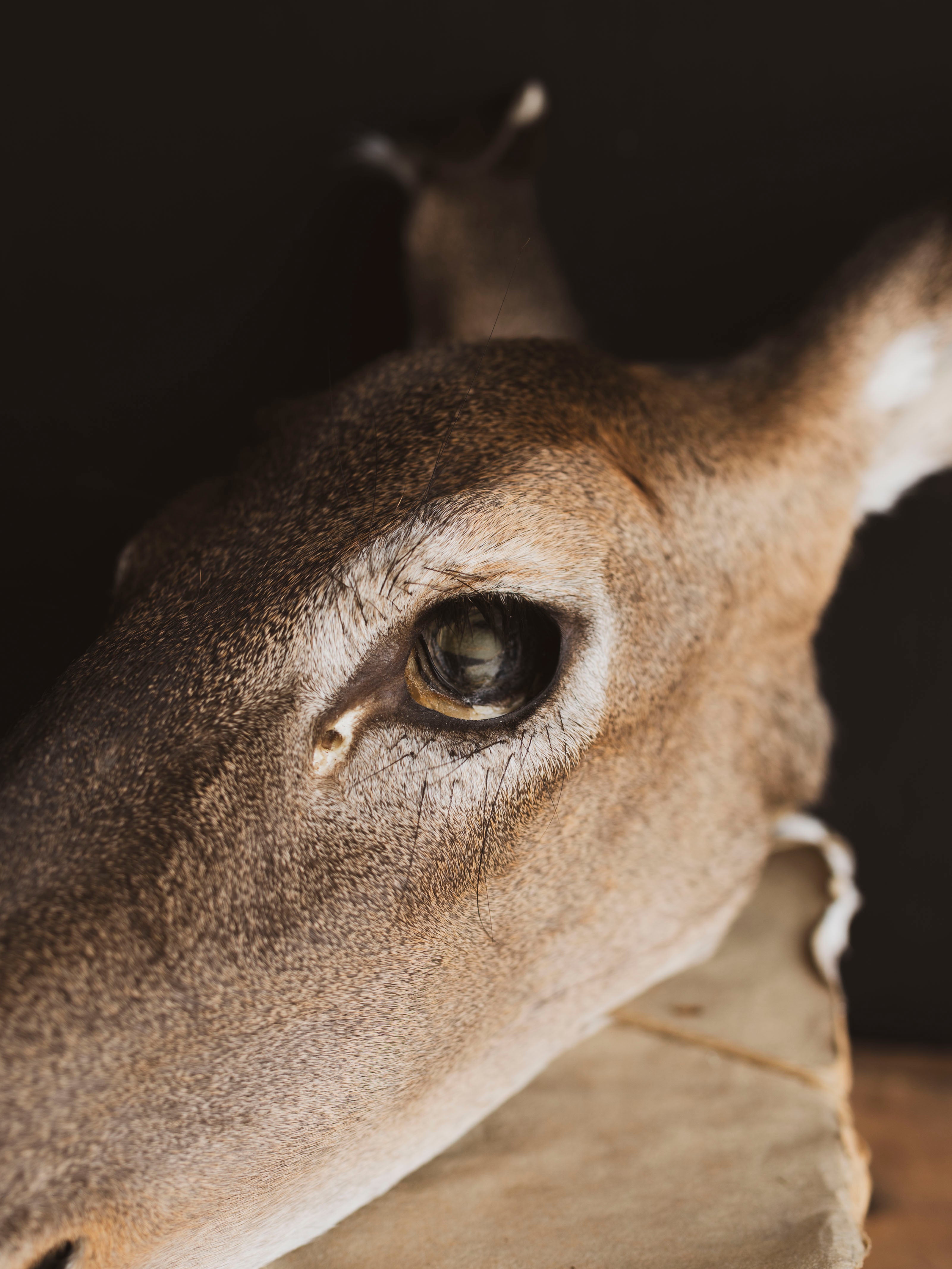 Preserved Doe Head, PS942