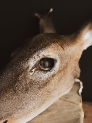 Preserved Doe Head, PS942