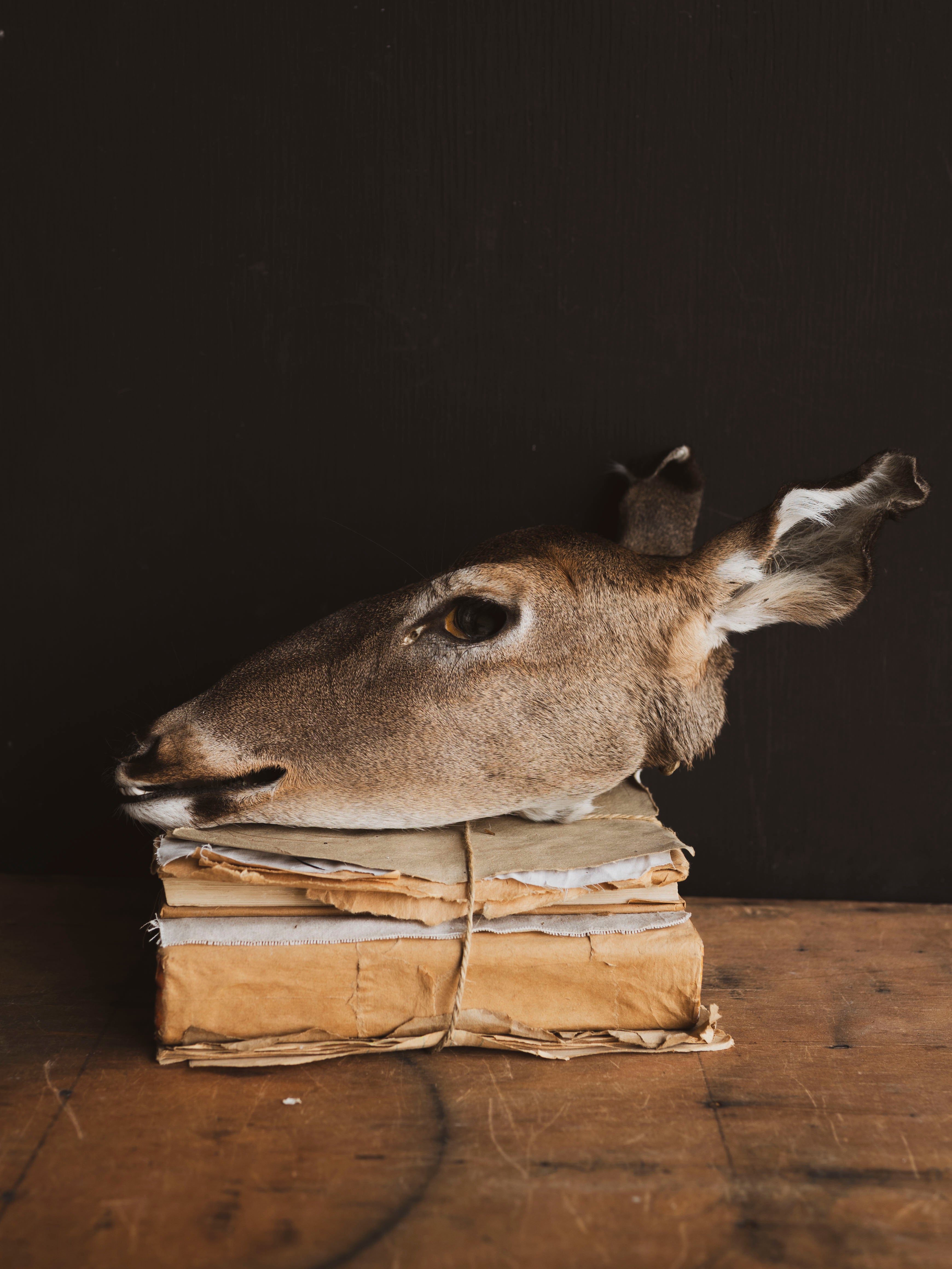 Preserved Doe Head, PS942