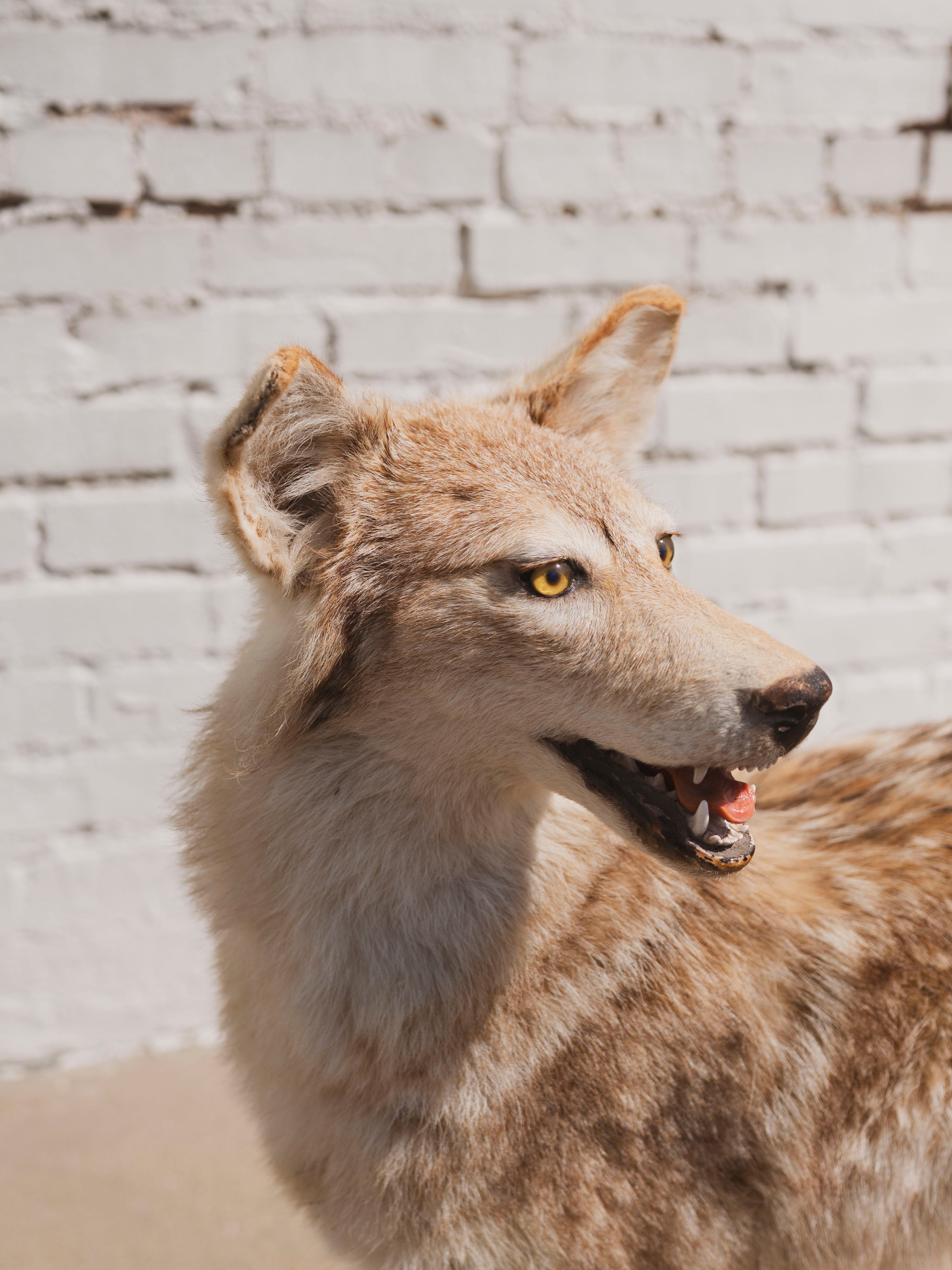 Coyote Taxidermy (Cliff), TA93