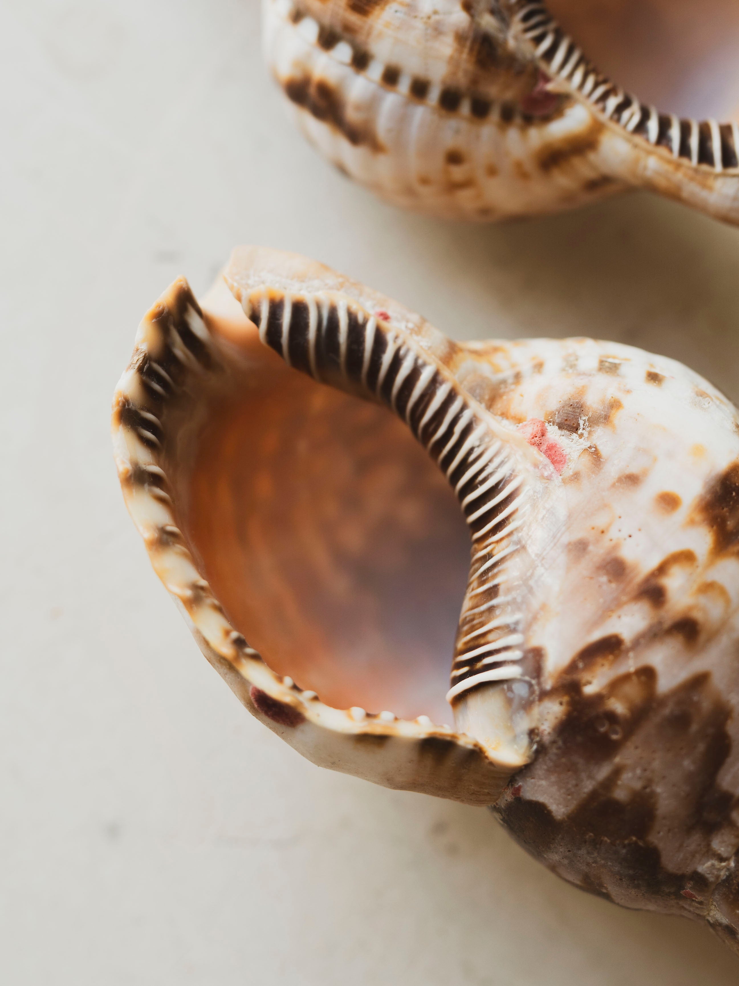 6" Caribbean Triton Shell, NA774