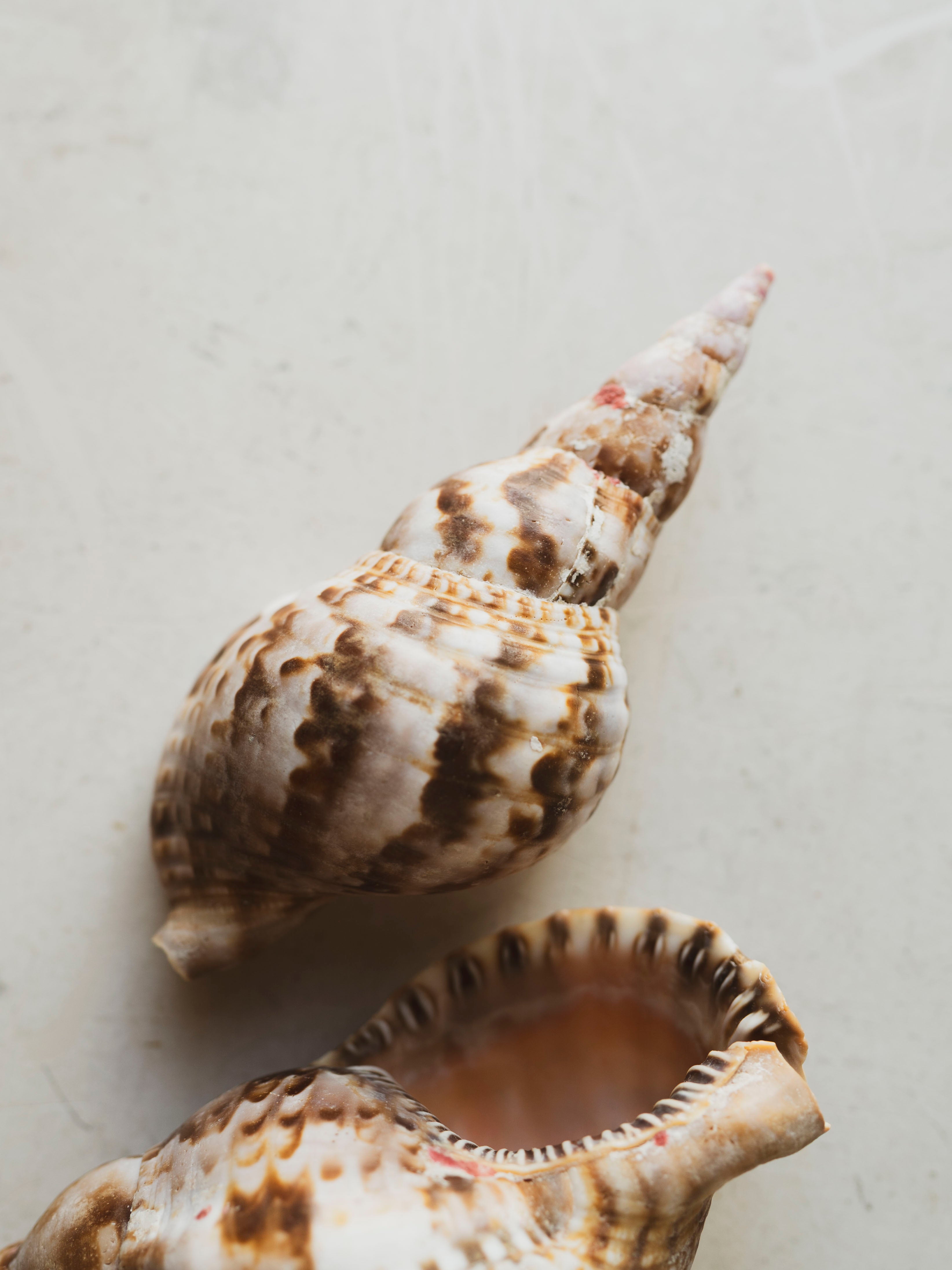 6" Caribbean Triton Shell, NA774