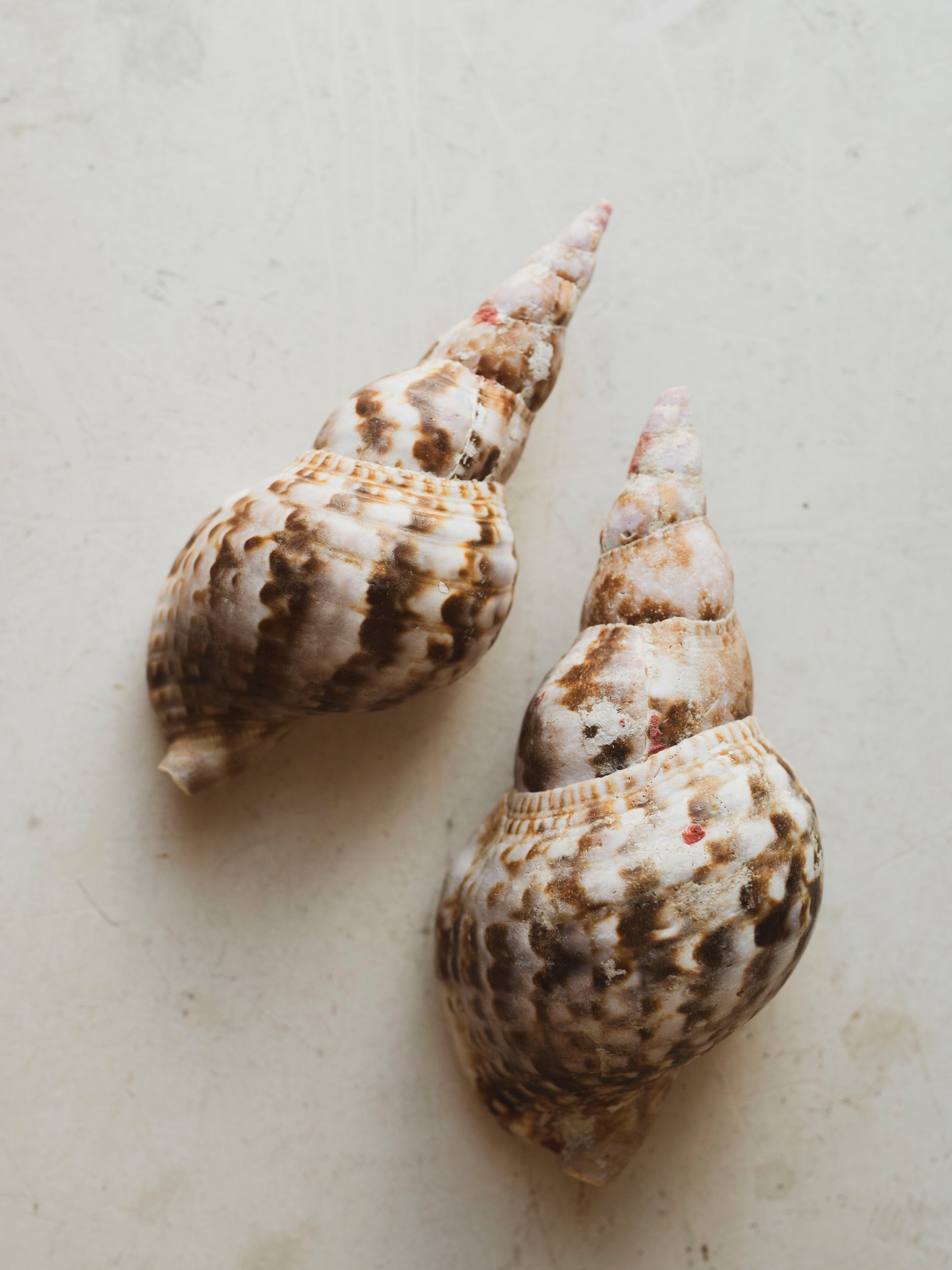 6" Caribbean Triton Shell, NA774