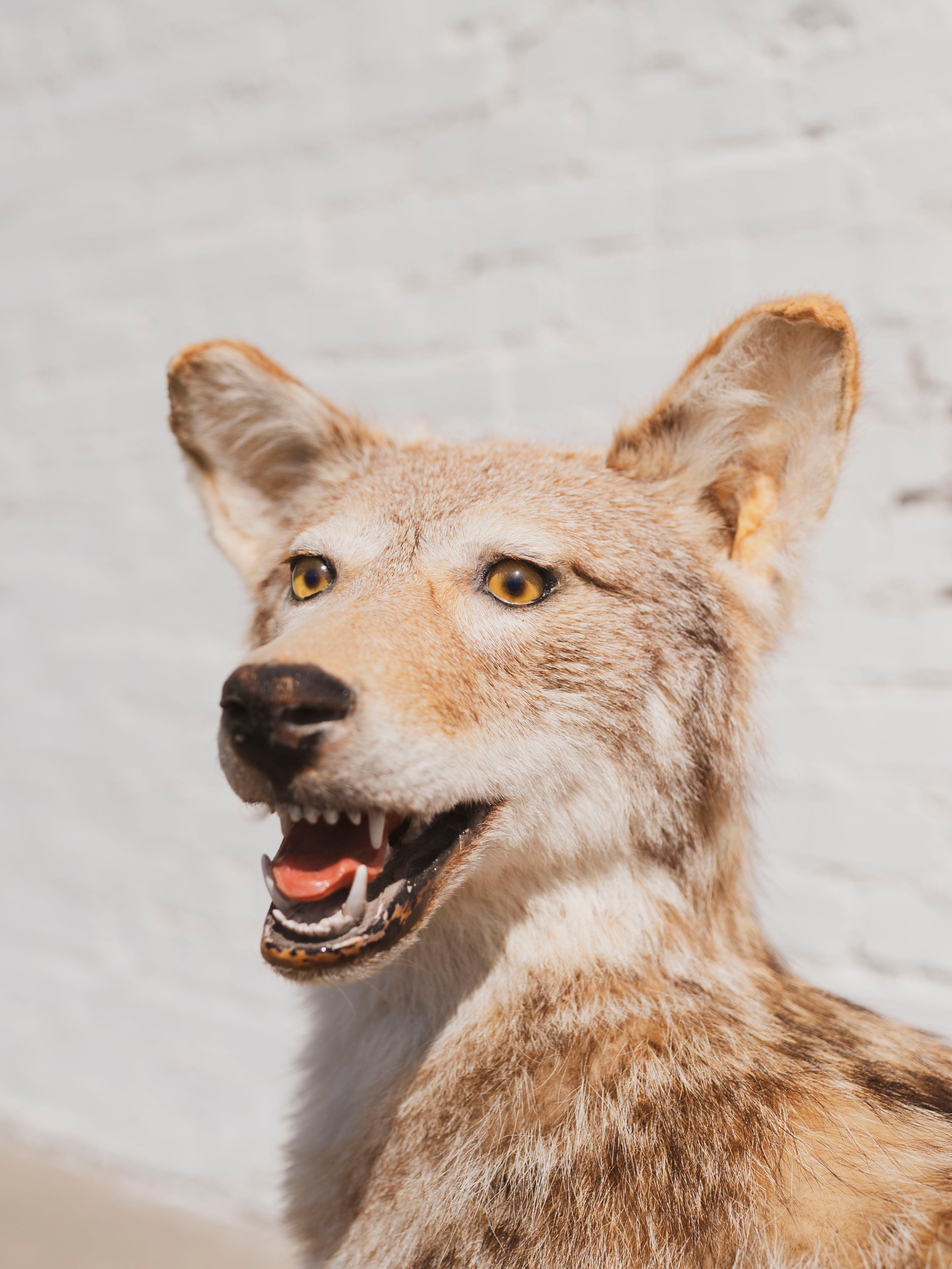 Coyote Taxidermy (Cliff), TA93