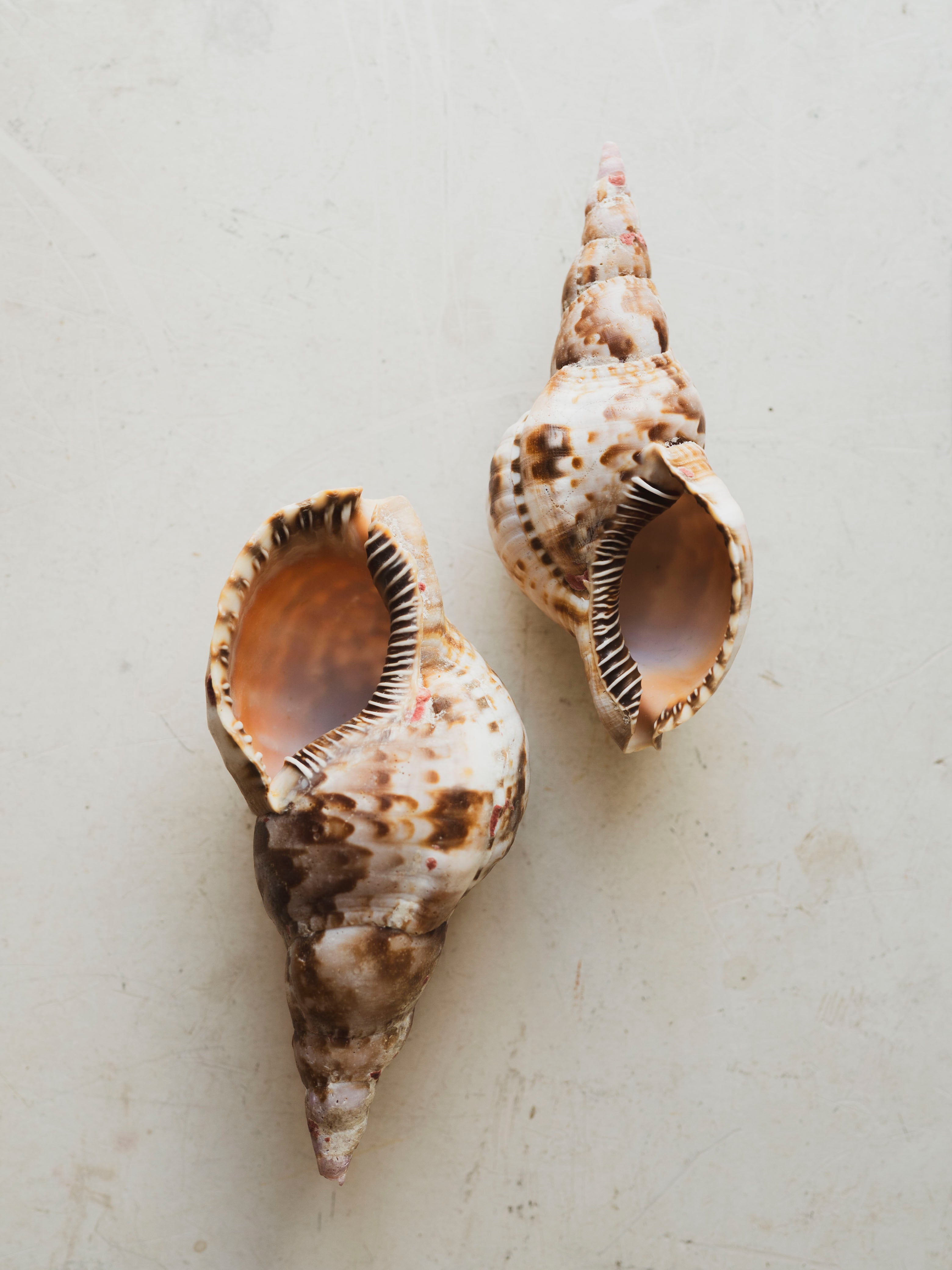 6" Caribbean Triton Shell, NA774