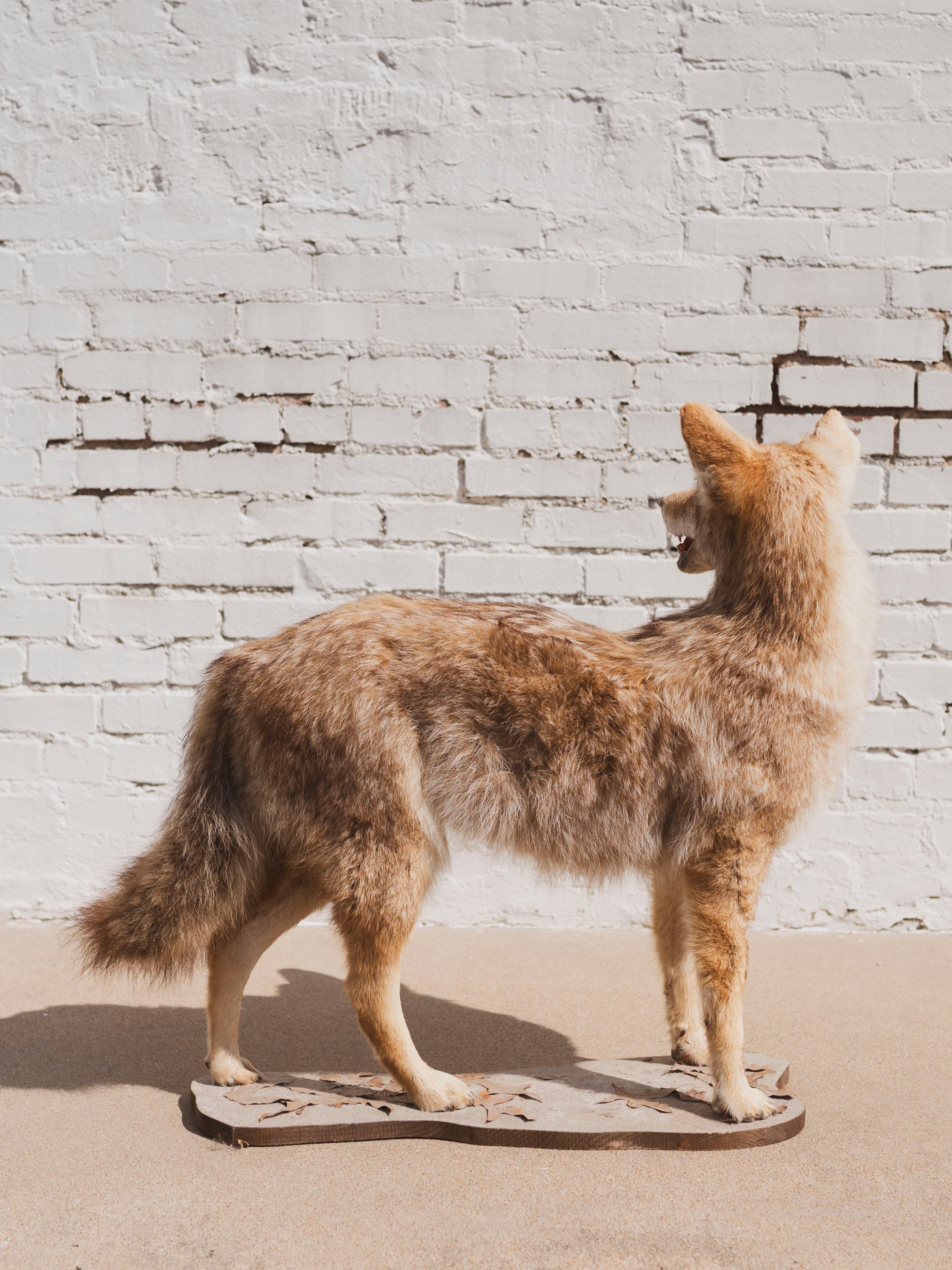 Coyote Taxidermy (Cliff), TA93