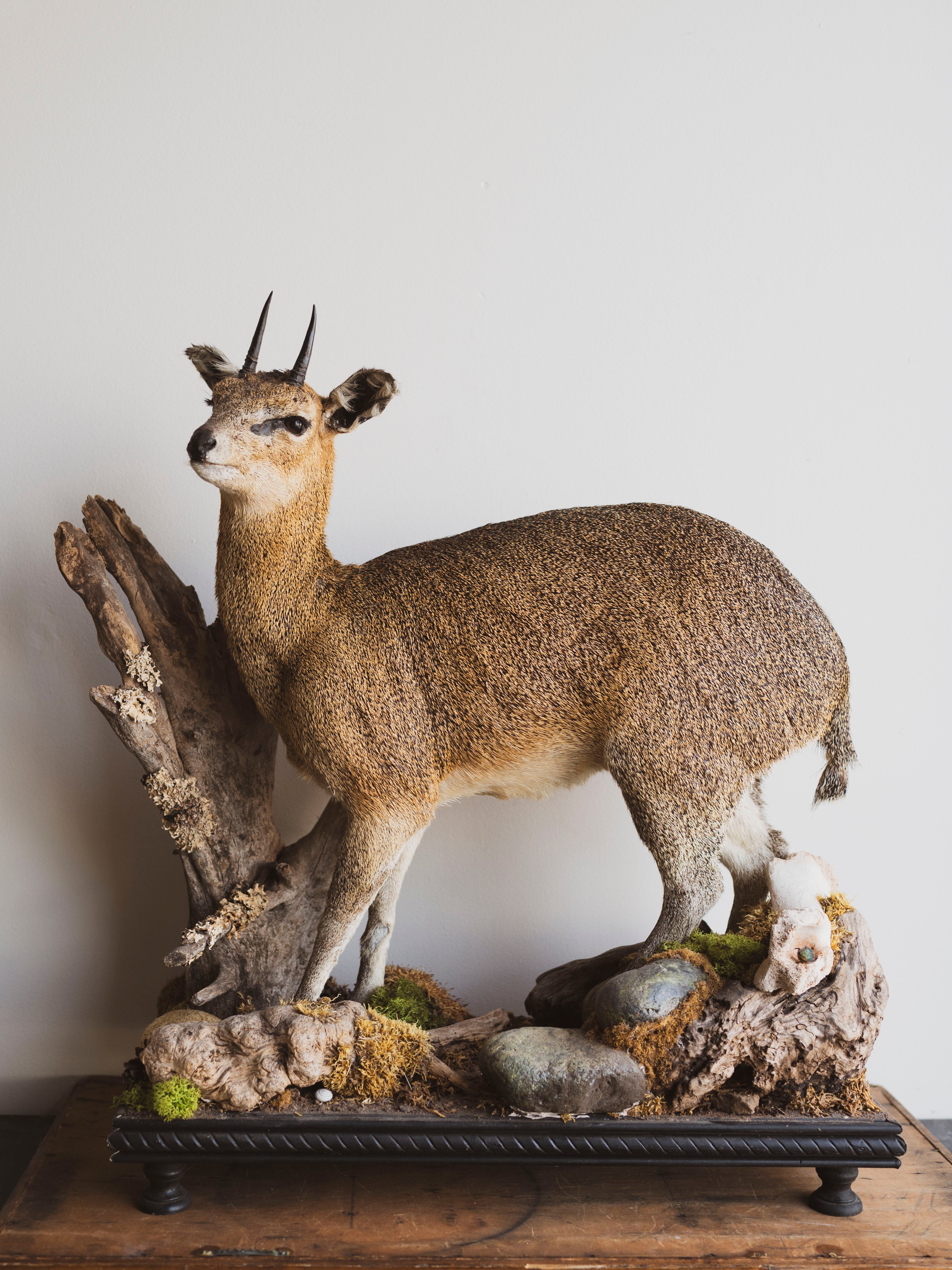 Full Body Klipspringer Taxidermy (Klippy), TA144