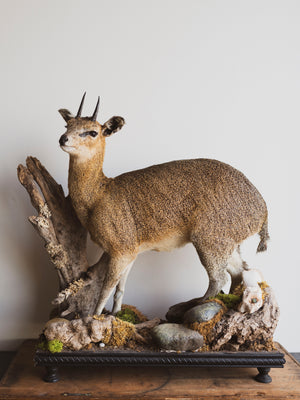 Full Body Klipspringer Taxidermy (Klippy), TA144
