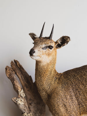 Full Body Klipspringer Taxidermy (Klippy), TA144