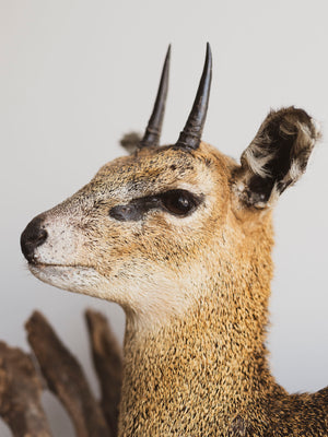 Full Body Klipspringer Taxidermy (Klippy), TA144
