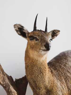 Full Body Klipspringer Taxidermy (Klippy), TA144