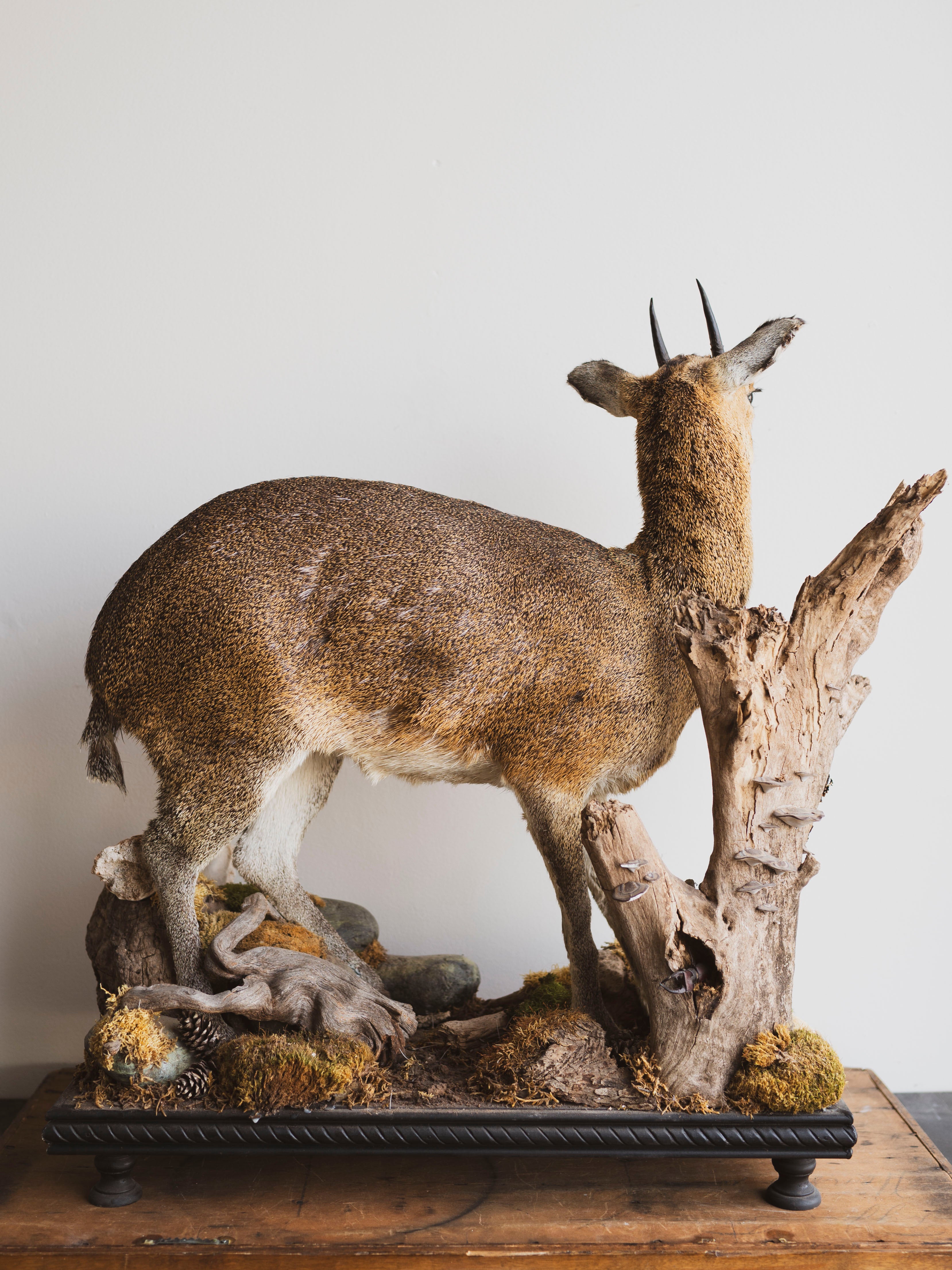 Full Body Klipspringer Taxidermy (Klippy), TA144