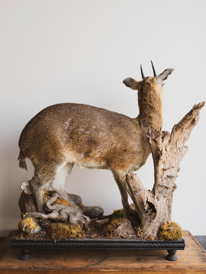 Full Body Klipspringer Taxidermy (Klippy), TA144