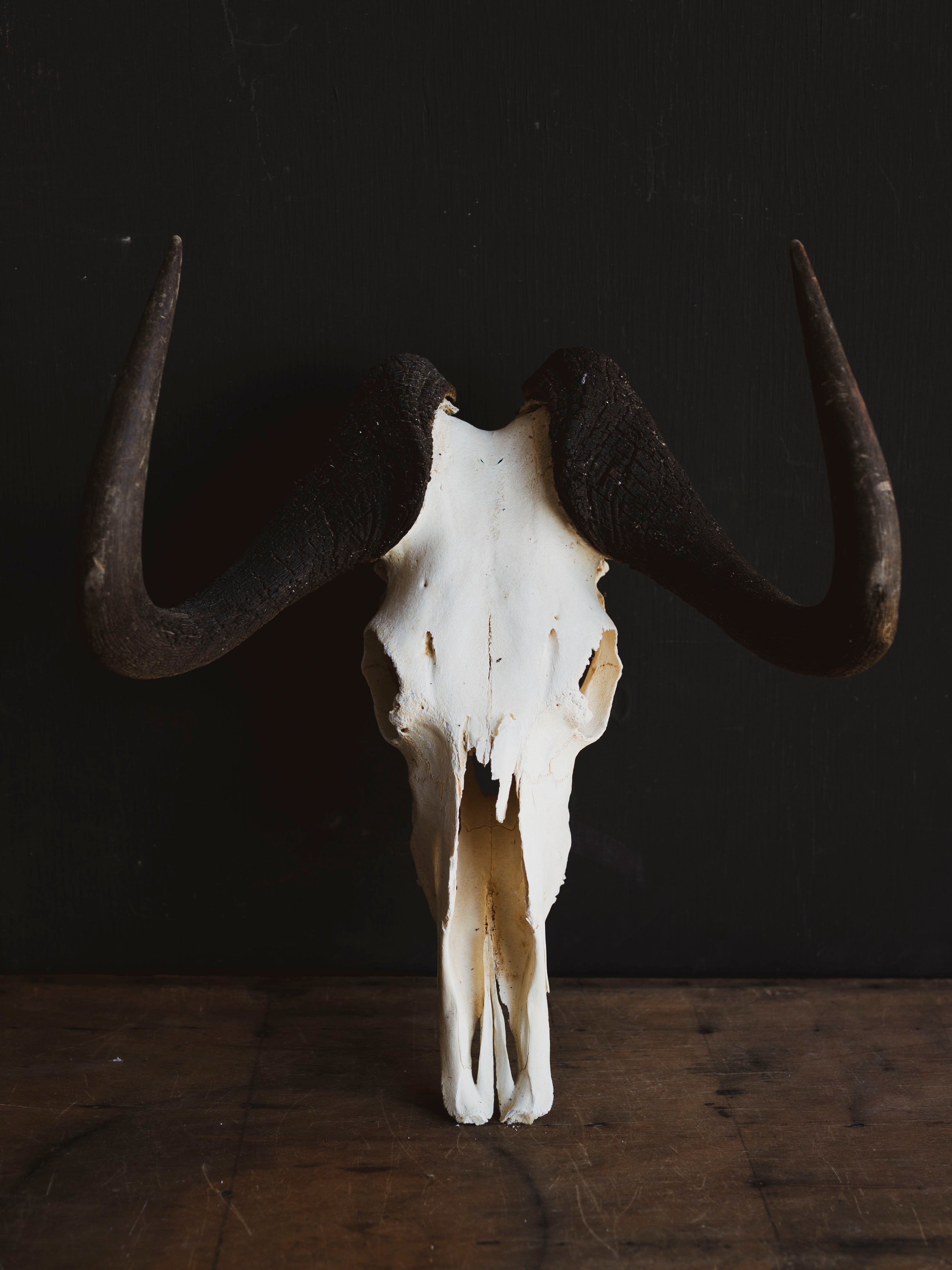 Black Wildebeest Skull, SB317