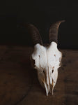 Boer Goat Skull, SB1401