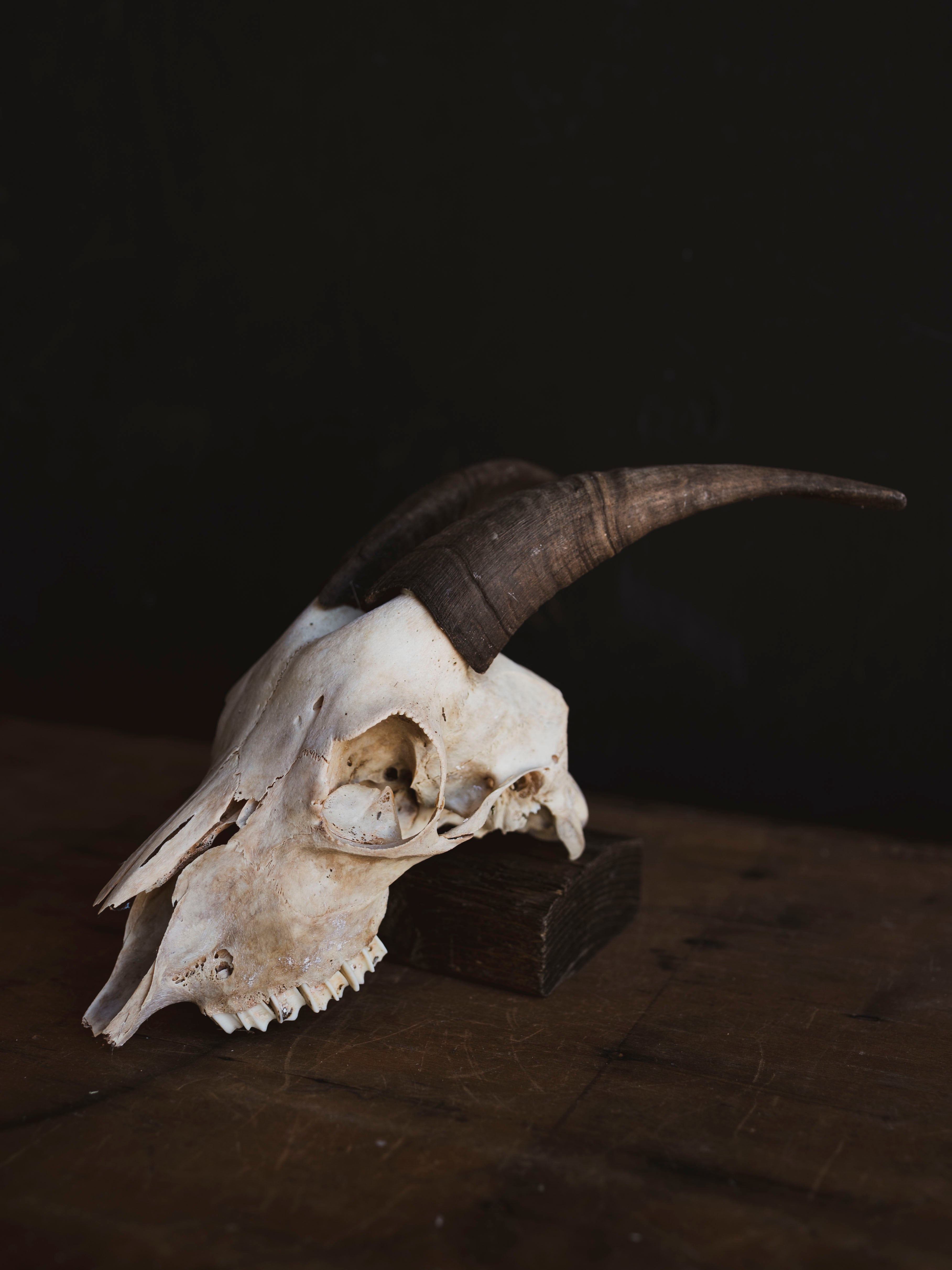 Boer Goat Skull, SB1401