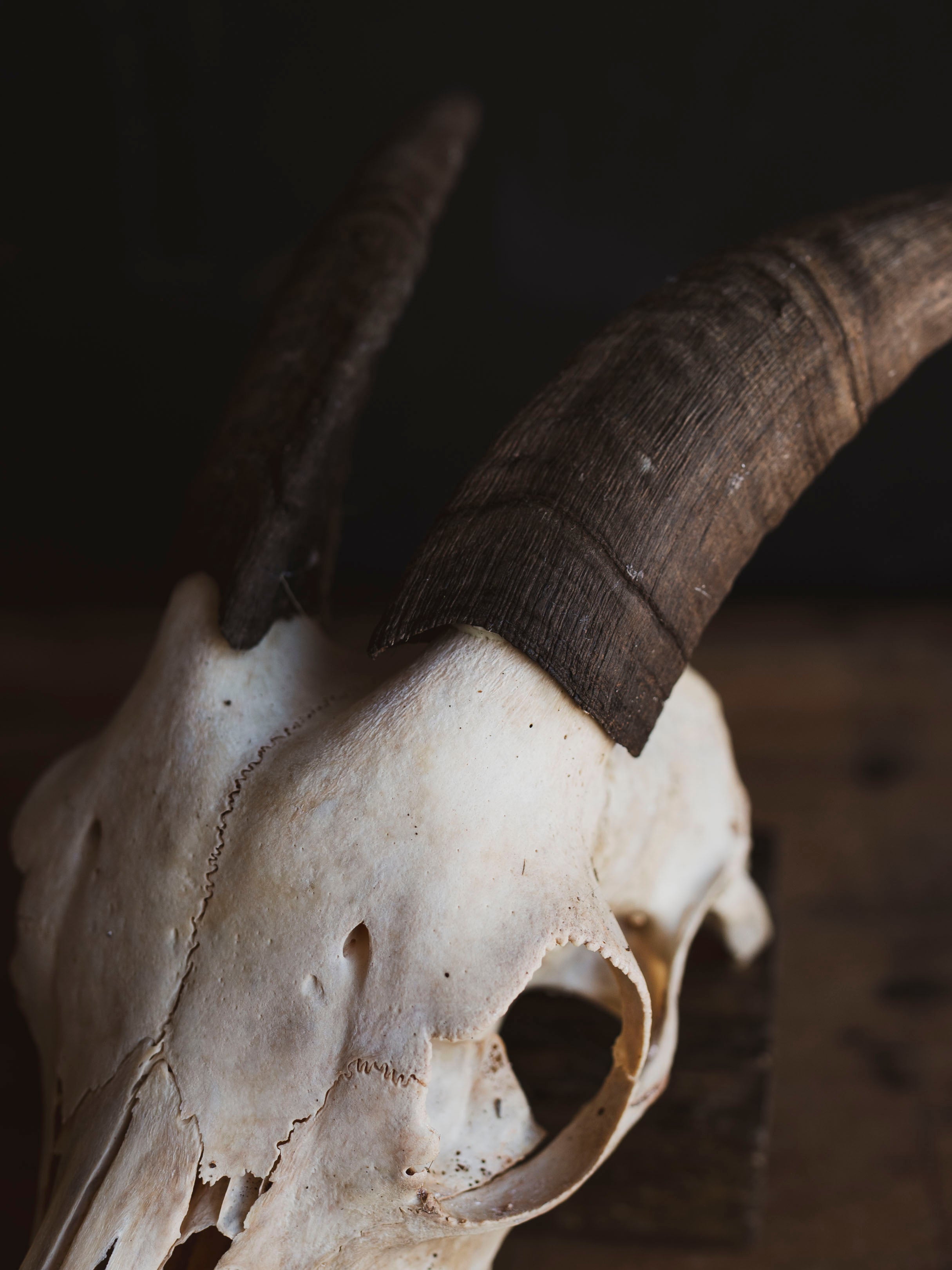 Boer Goat Skull, SB1401