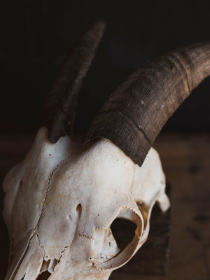 Boer Goat Skull, SB1401