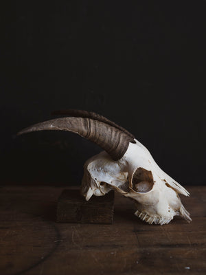 Boer Goat Skull, SB1401