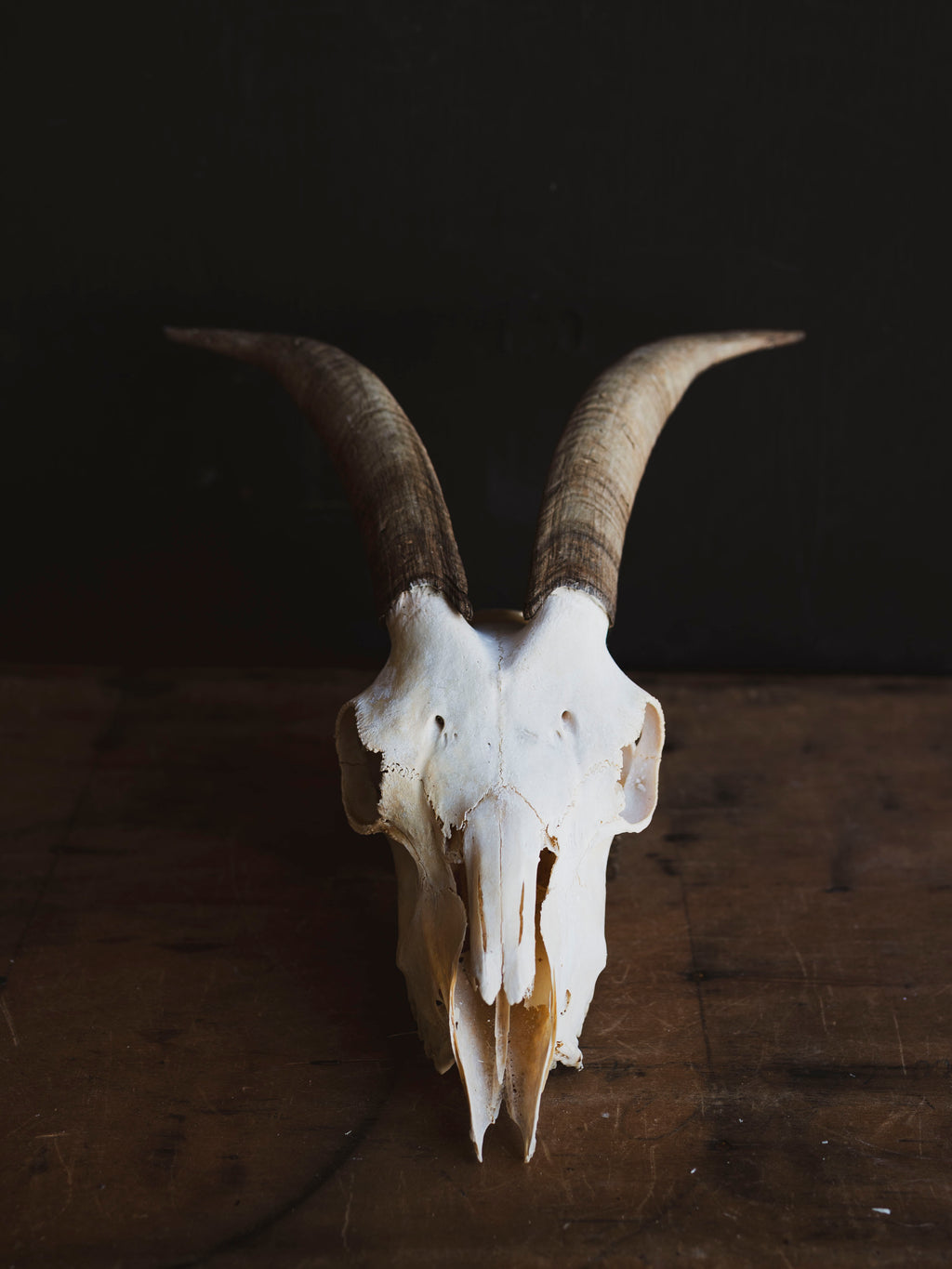 Alpine Goat Skull, SB1404