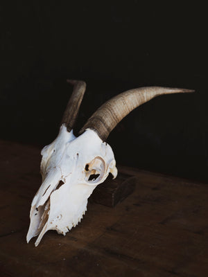 Alpine Goat Skull, SB1404