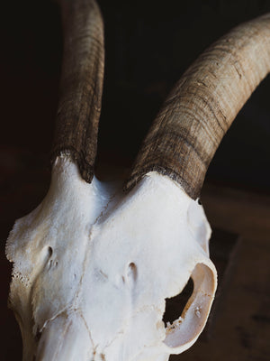Alpine Goat Skull, SB1404