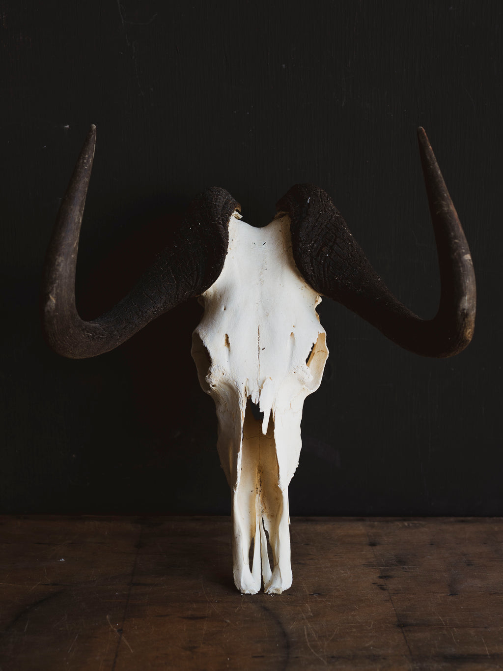 Black Wildebeest Skull, SB317