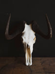 Black Wildebeest Skull, SB317