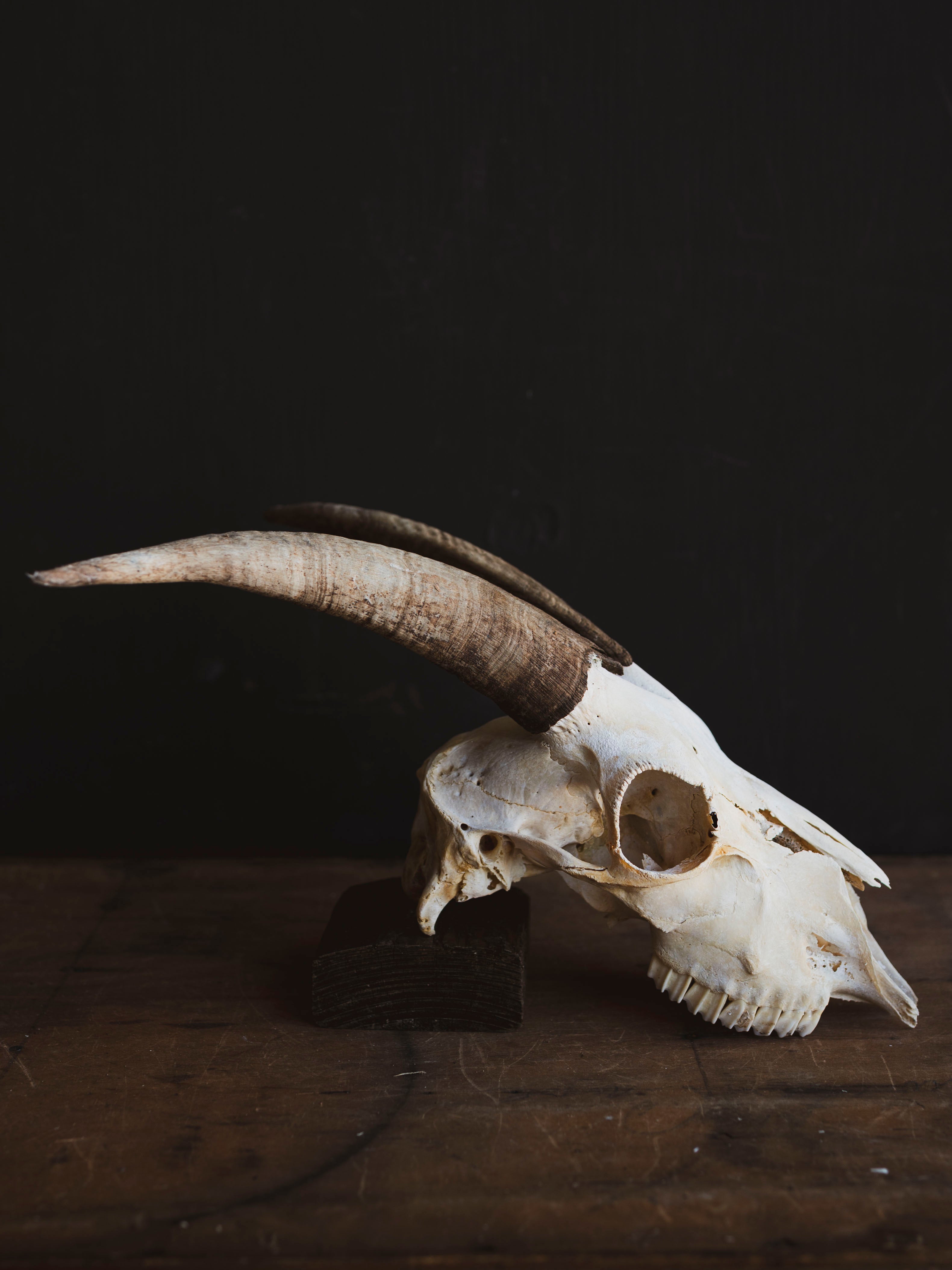 Alpine Goat Skull, SB1404