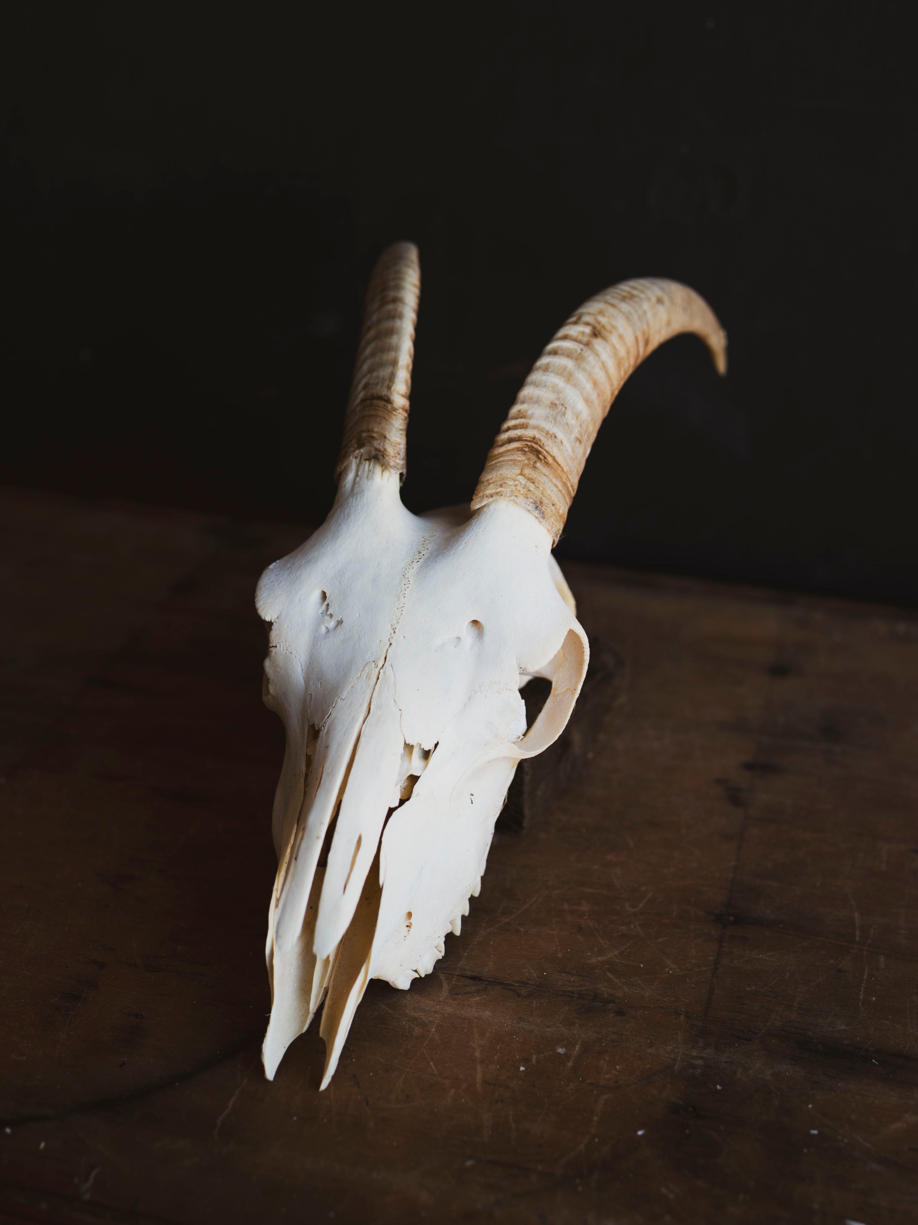 Alpine Goat Skull, SB1402