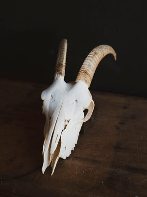 Alpine Goat Skull, SB1402