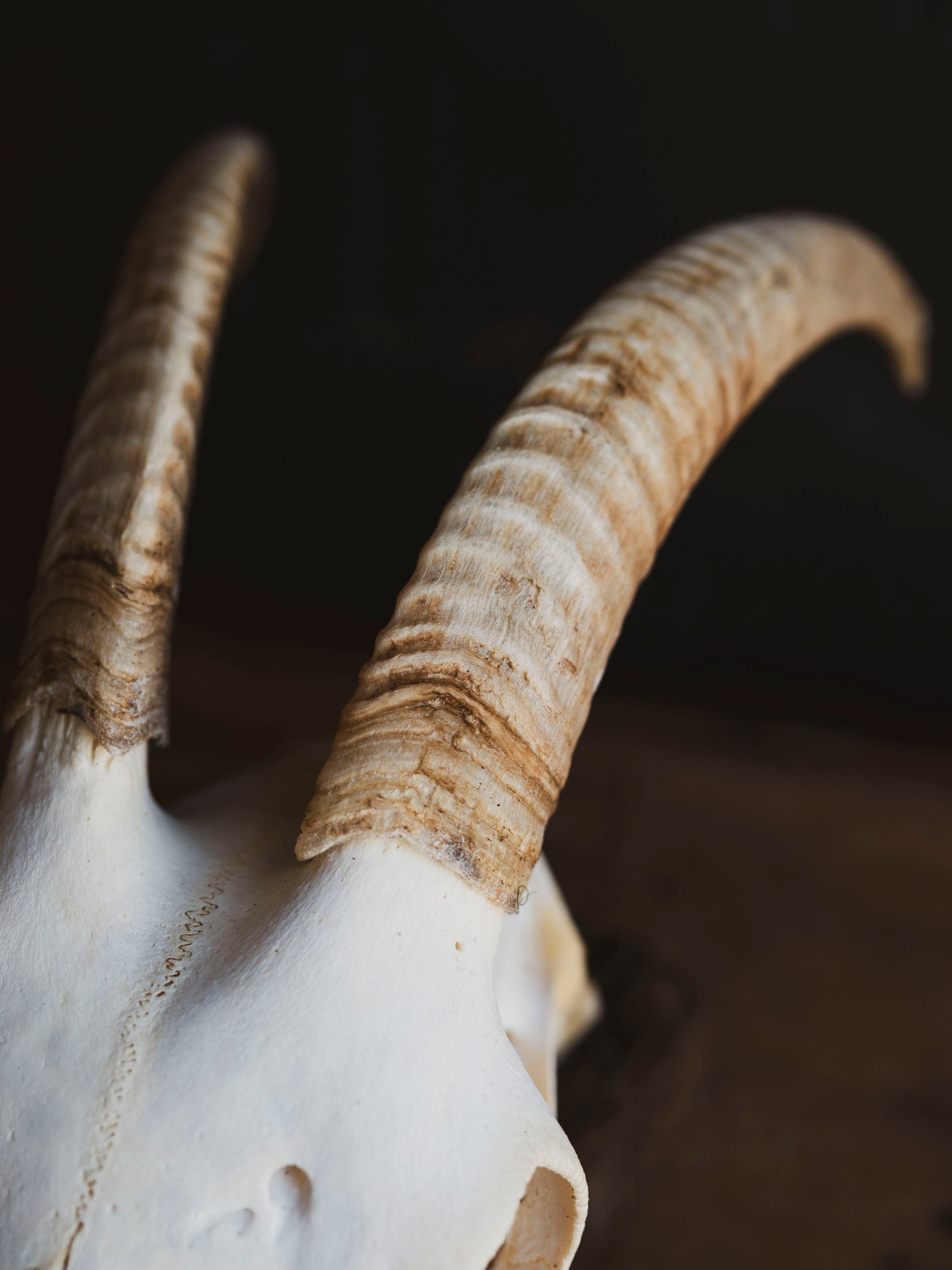 Alpine Goat Skull, SB1402