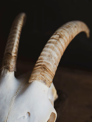 Alpine Goat Skull, SB1402