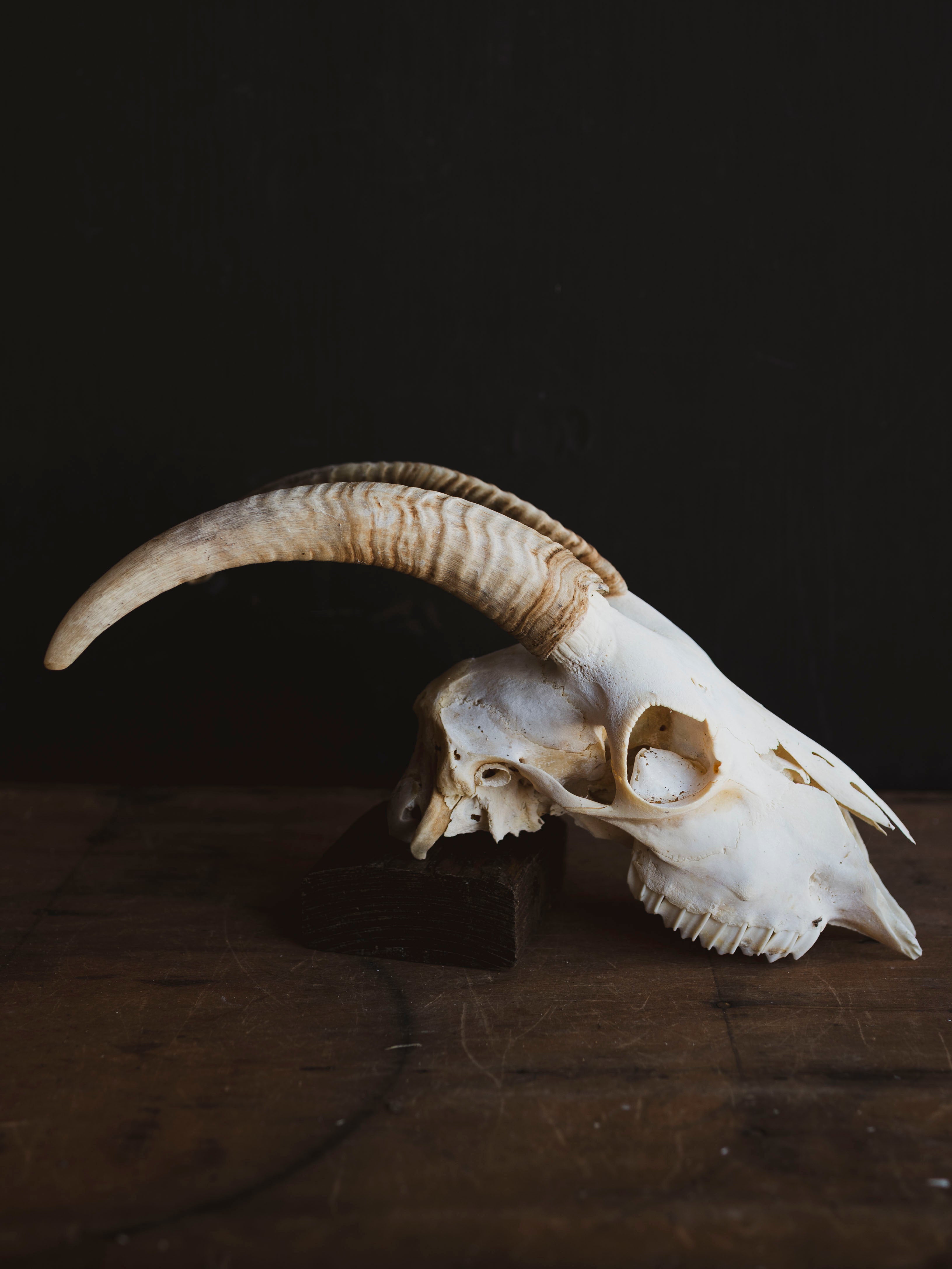 Alpine Goat Skull, SB1402