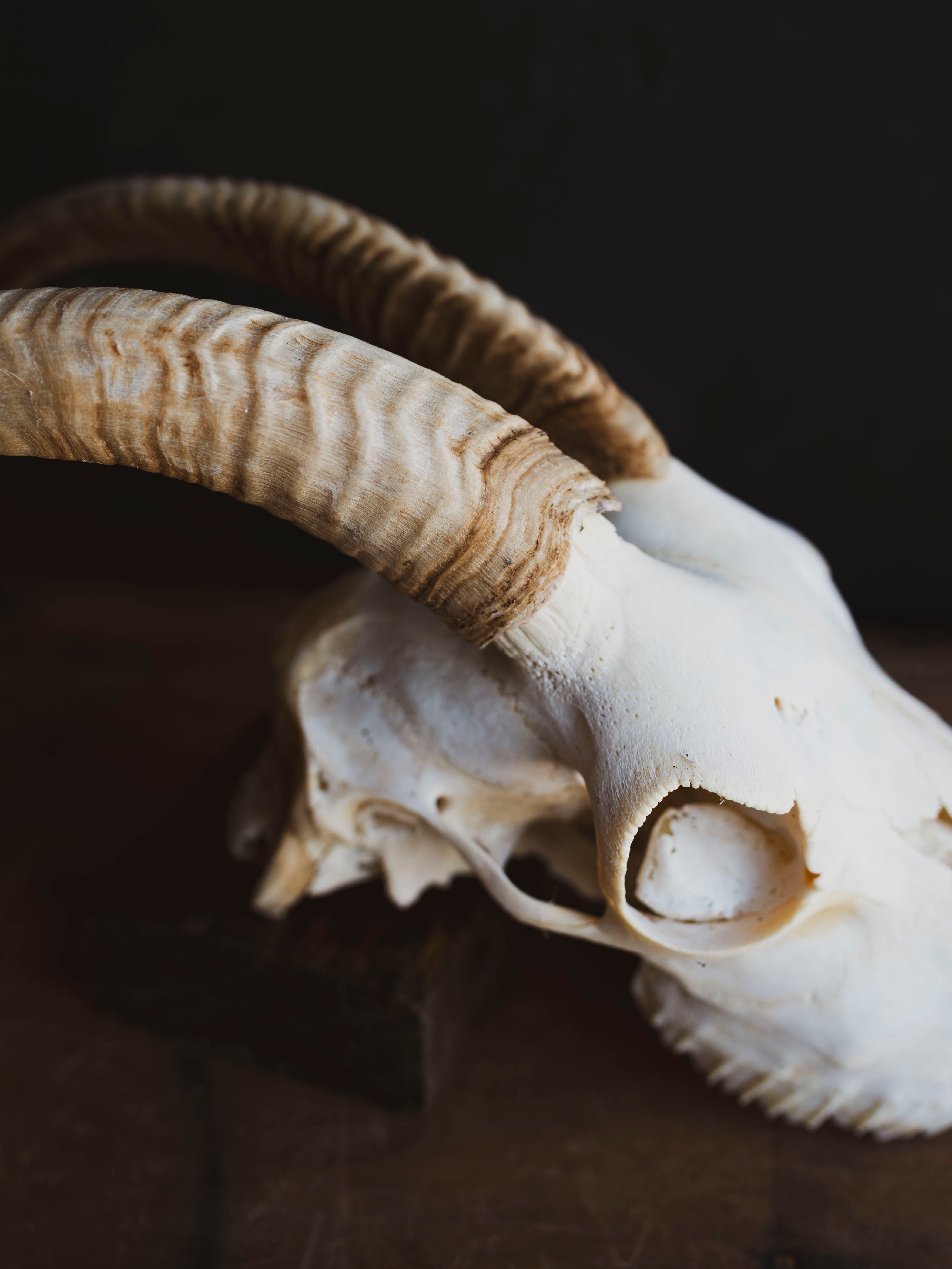 Alpine Goat Skull, SB1402