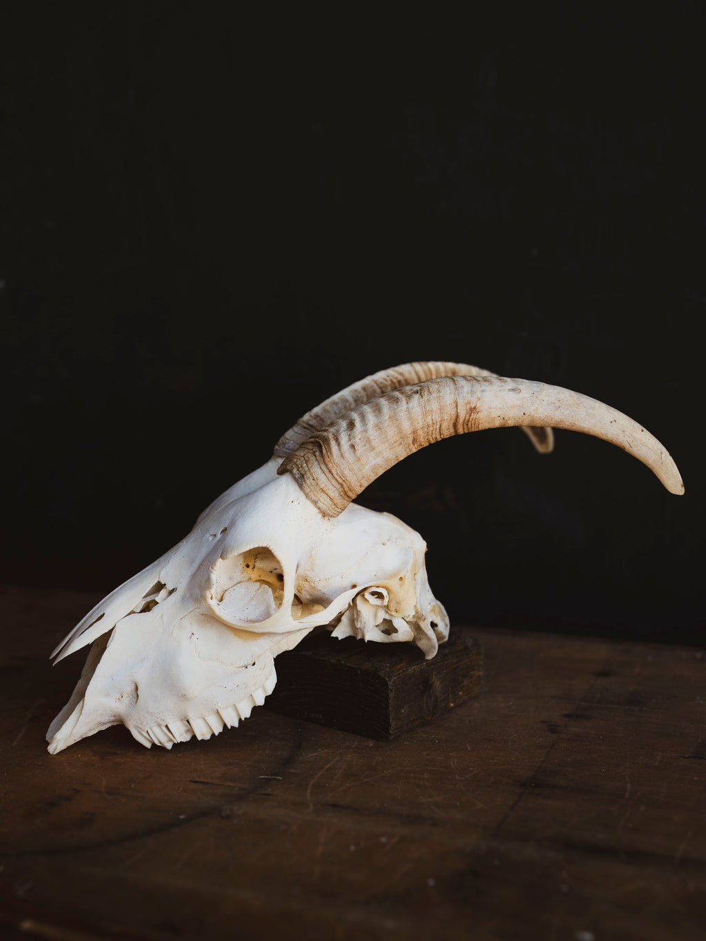 Alpine Goat Skull, SB1402