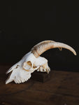 Alpine Goat Skull, SB1402