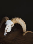 Gute Ram Skull, SB1416