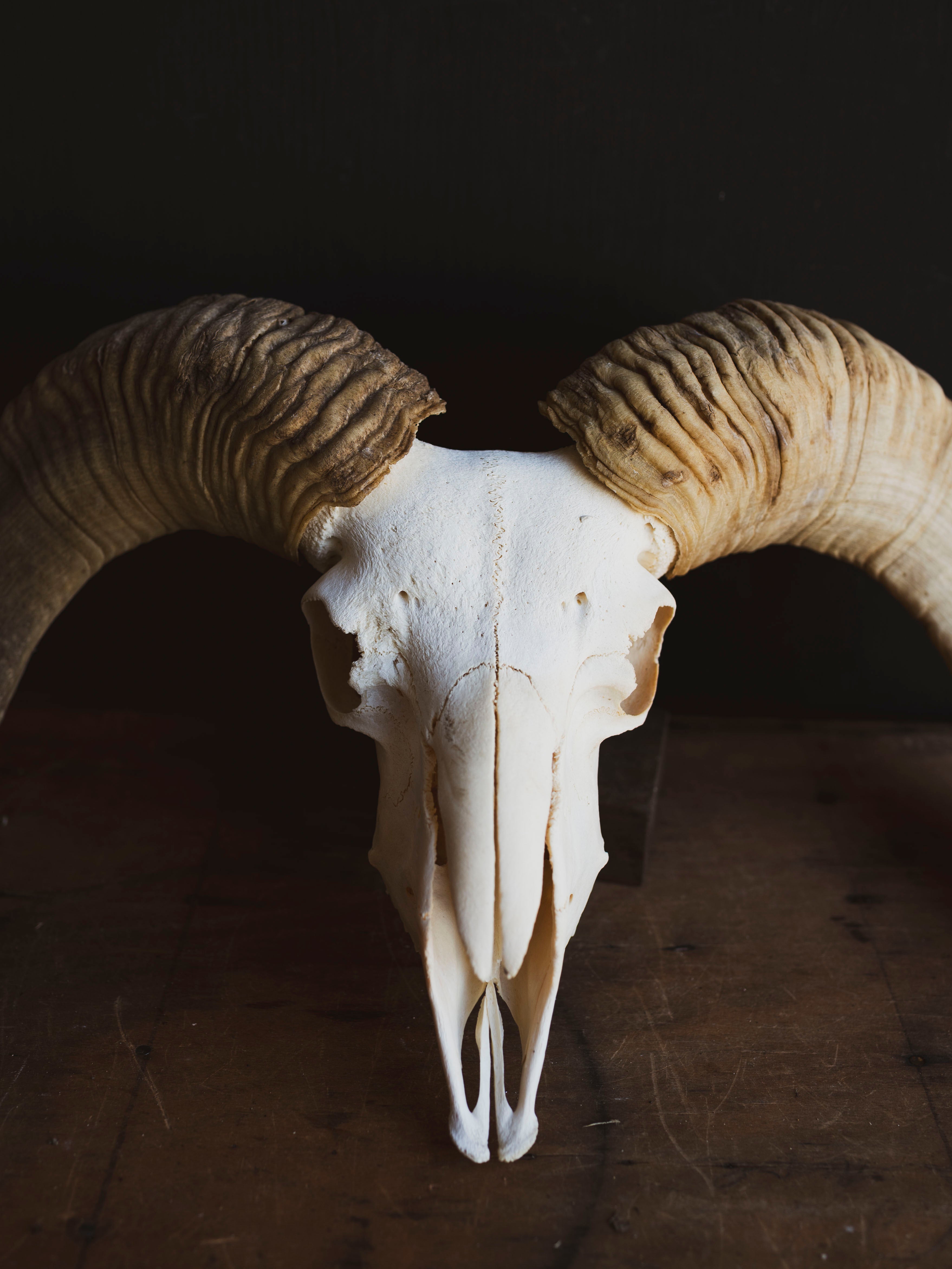 Gute Ram Skull, SB1416