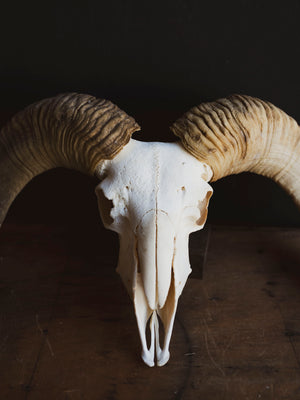 Gute Ram Skull, SB1416