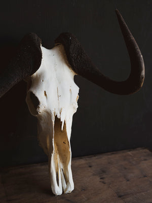 Black Wildebeest Skull, SB317
