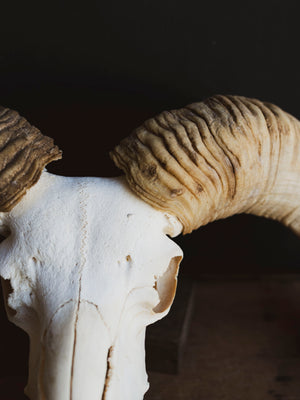 Gute Ram Skull, SB1416